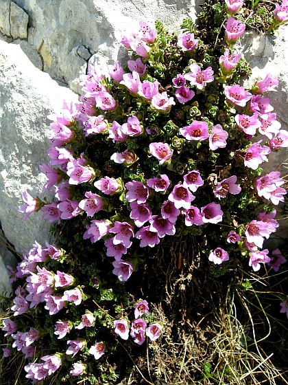 Saxifraga oppositifolia subsp. oppositifolia/ Sassifraga a foglie opposte